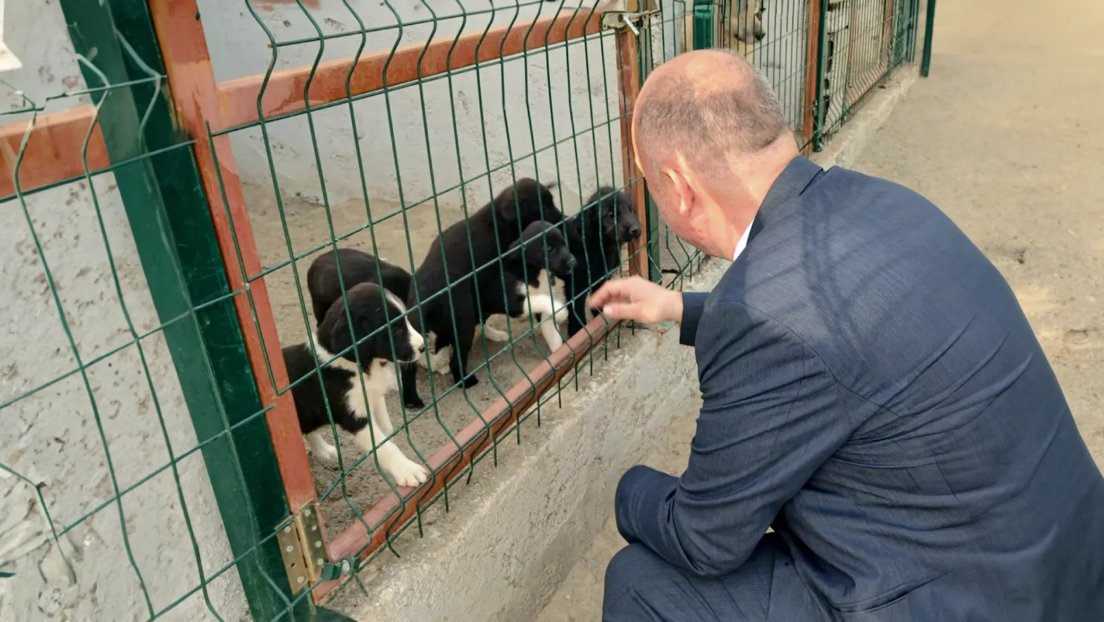 Hopa'da proje gibi proje: Güvenli sokaklar, sağlıklı hayvanlar