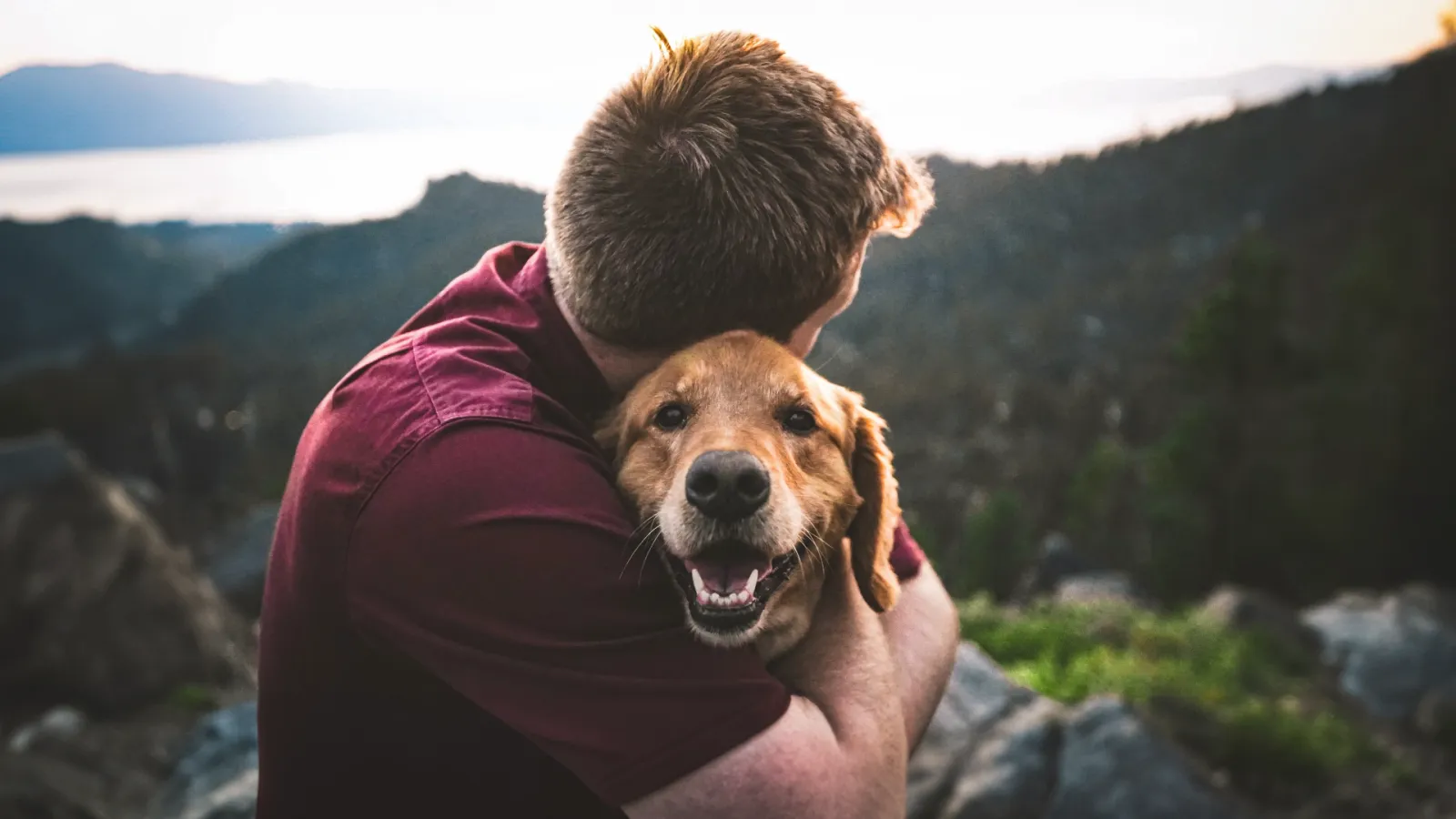 Köpek sevginizi katlayacak patili filmler